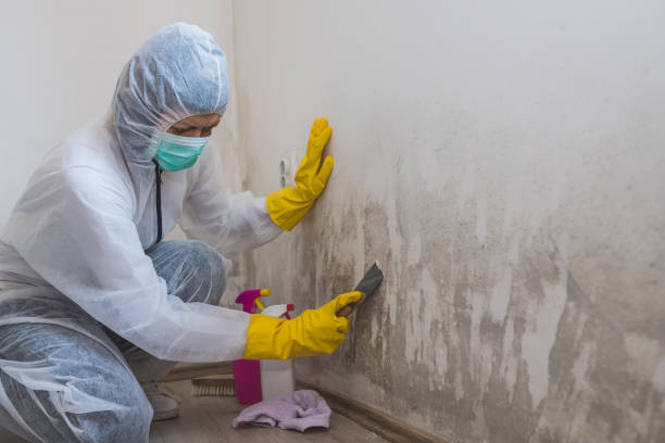 Best Office Mold Removal Services  in Happy Valley, OR