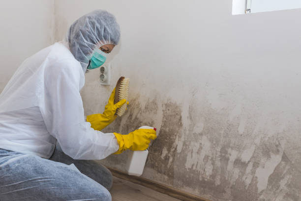 Best Commercial Mold Removal  in Happy Valley, OR