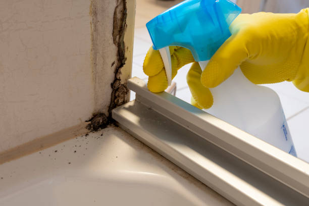 Best Local Mold Removal Service  in Happy Valley, OR