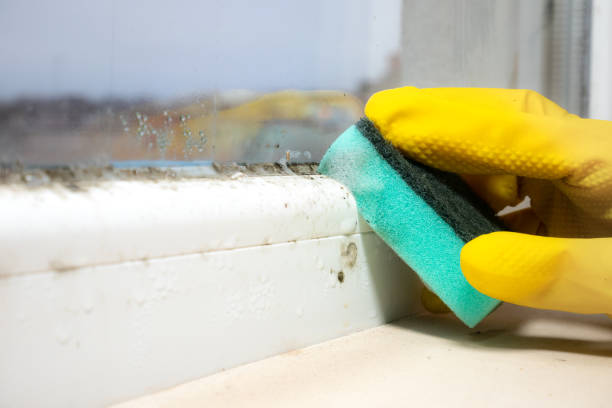 Best Mold Removal Near Me  in Happy Valley, OR