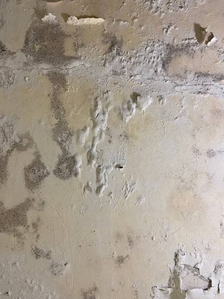 Office Mold Removal Services in Happy Valley, OR