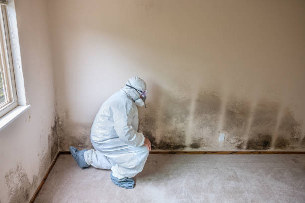 Best Toxic Mold Removal  in Happy Valley, OR