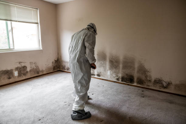 Mold Removal and Inspection in Happy Valley, OR